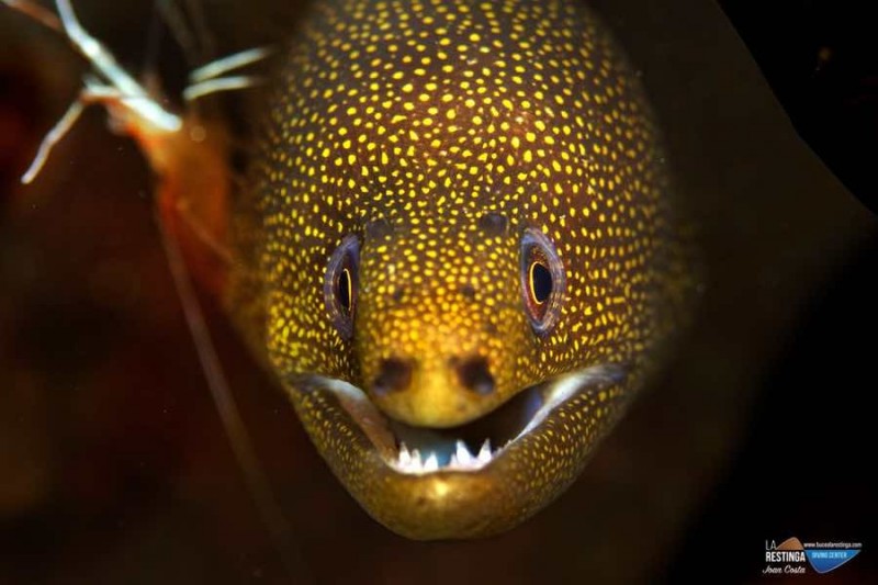 LA HERRADURA - LA RESTINGA - EL HIERRO - Santa Cruz de Tenerife La Restinga España