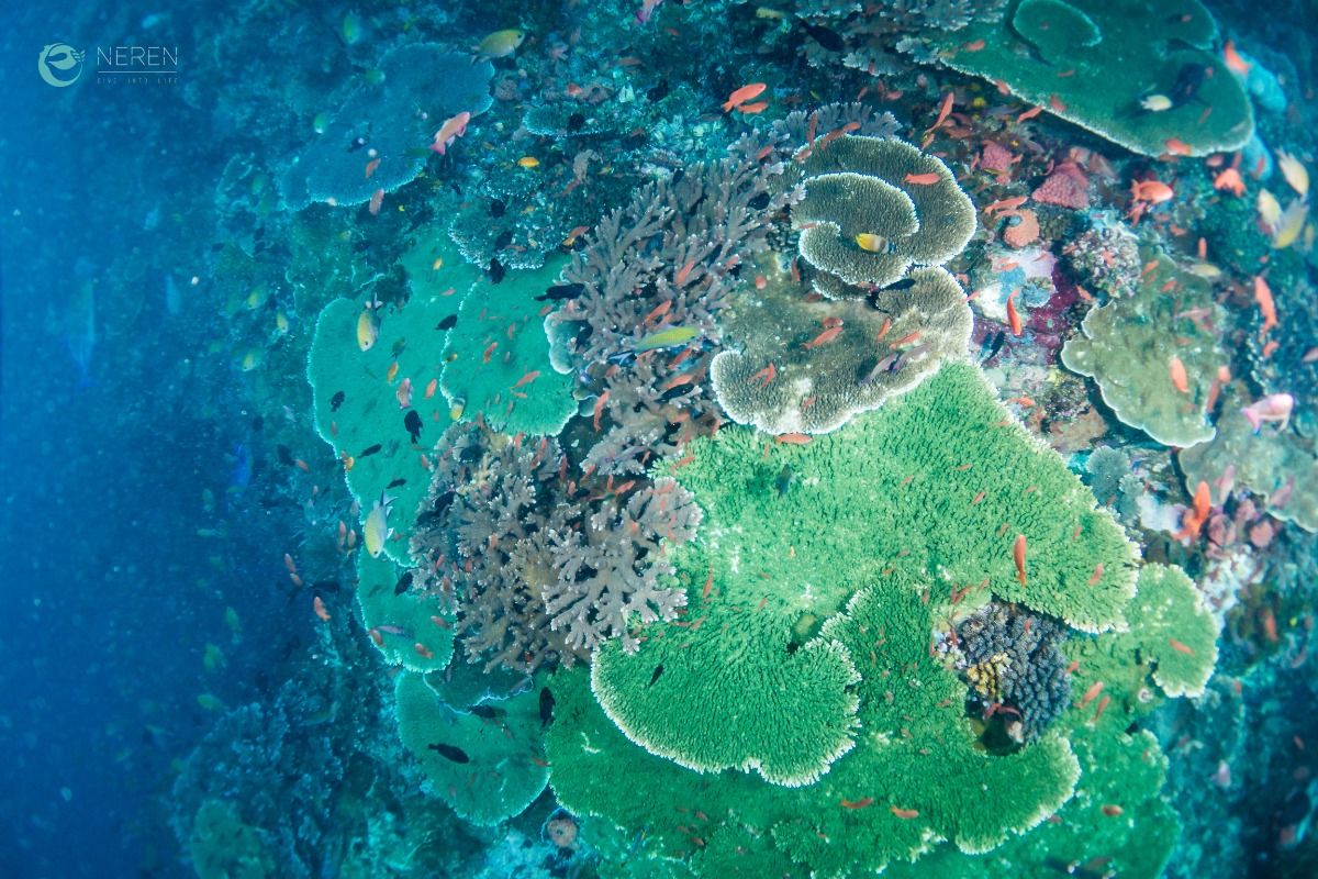 BATU BOLONG, KOMODO NATIONAL PARK - East Nusa Tenggara Labuan Bajo, Komodo, West Manggarai Regency, East Nusa Tenggara Indonesia