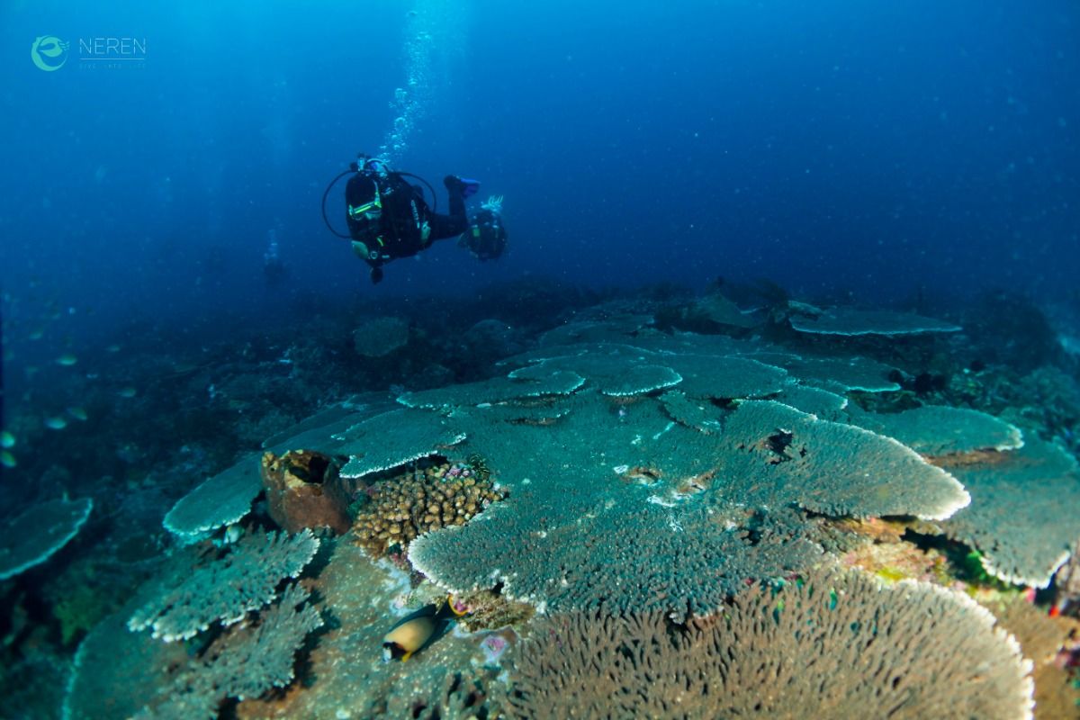 PENGAH KECIL, KOMODO NATIONAL PARK - West Nusa Tenggara Pelabuhan KP 3, Labuan Bajo, West Manggarai Regency, Nusa Tenggara Oriental Indonesia