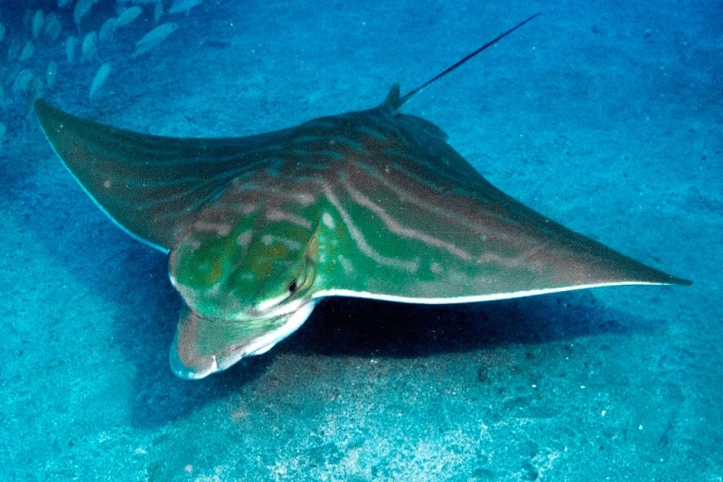 CUEVA DEL PALM-MAR - TENERIFE - Santa Cruz de Tenerife Arona Spain