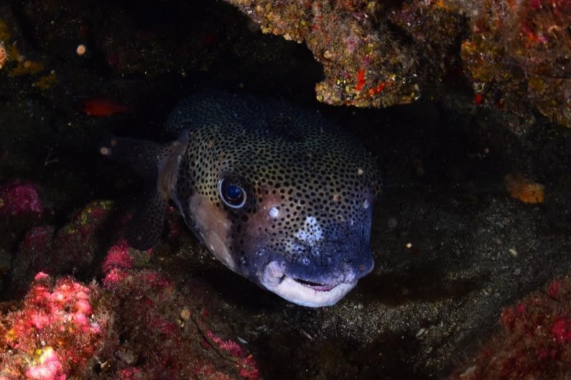 EL BAJONITO - LAS GALLETAS - TENERIFE - Santa Cruz de Tenerife Arona España
