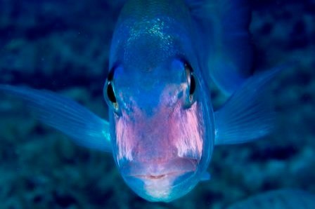 EL TANQUE - LAS GALLETAS - TENERIFE - Santa Cruz de Tenerife Arona España