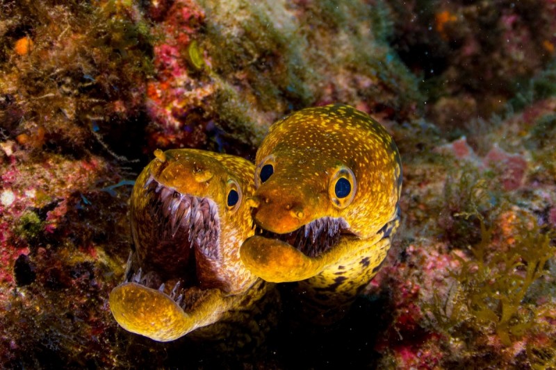 CUEVA DE PALM - MAR - TENERIFE - Santa Cruz de Tenerife Arona España