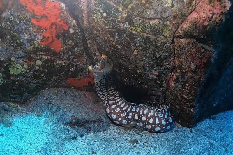 ROQUE DEL HERRERO - Santa Cruz de Tenerife Arona España