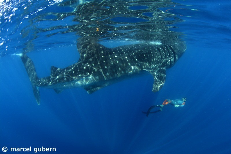 TIBURÓN BALLENA EN SNORKEL - RIVIERA MAYA - Quintana Roo Juarez México