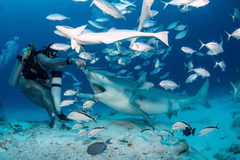 TIBURONES TORO - PLAYA DEL CARMEN - RIVIERA MAYA