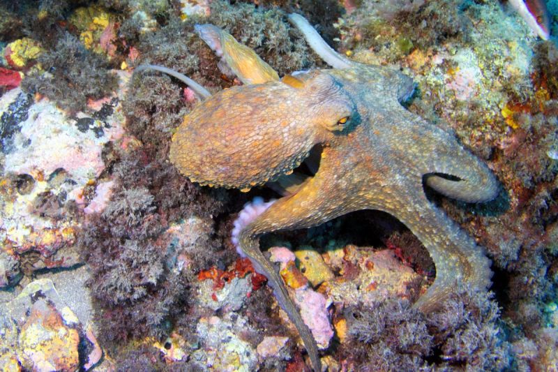 Hacia la cueva de la Virgen - Granada Marina del Este España