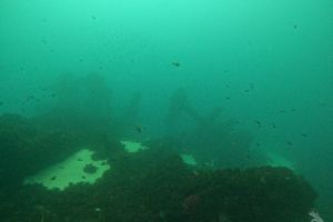 PECIO DEL SAN ANDRES - Cádiz Tarifa Spain foto 2