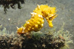 La Palma - Torre de Malpique - Santa Cruz de Tenerife Playa de Malpique España foto 1