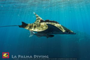 LAS CABRAS - LA PALMA - Santa Cruz de Tenerife Fuencaliente de La Palma España foto 1