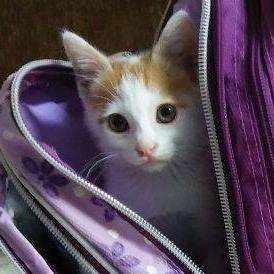 Diego Alberto Fernandez Canto