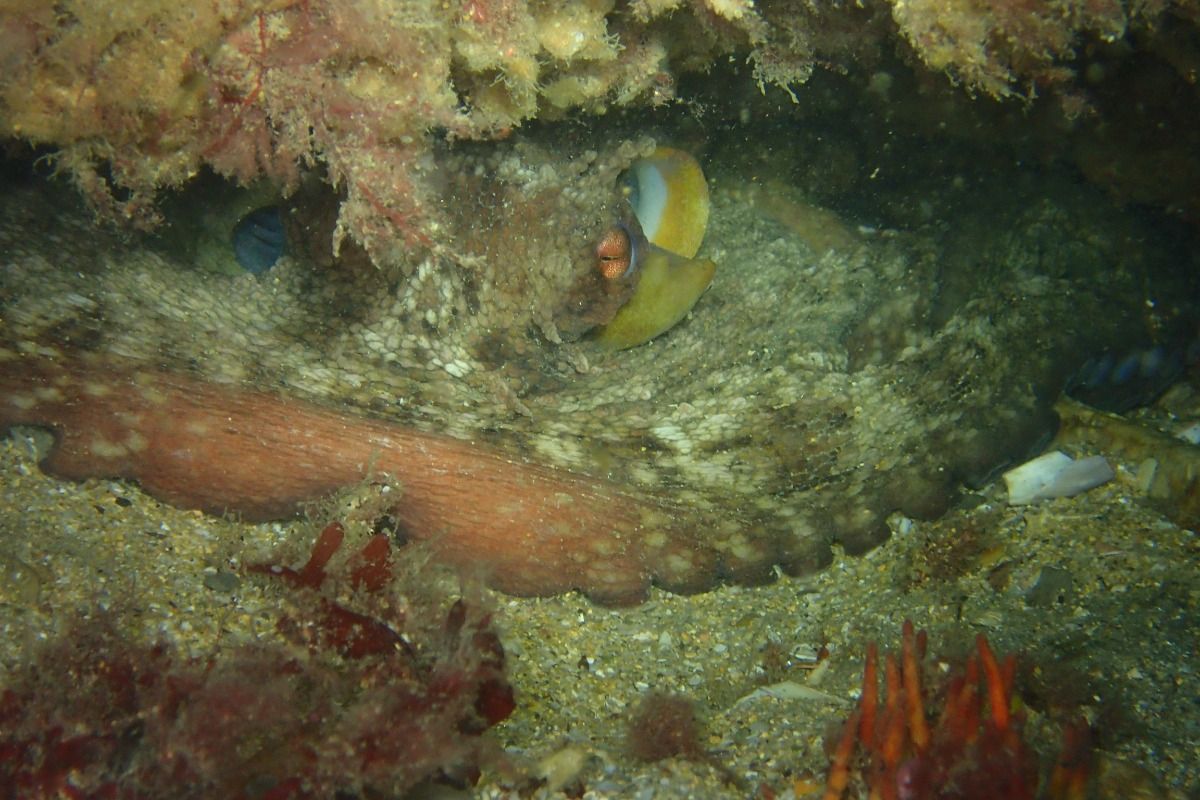 SANTANDER, LAS CANALES DE LA NORTE, ISLA DE MOURO - Cantabria SANTANDER Spain