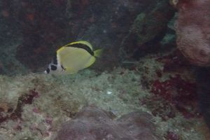 COSTA RICA, ISLA DEL CAÑO, LA CUEVA -  ISLA DEL CAÑO Costa Rica foto 1