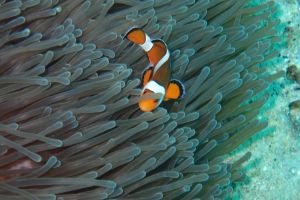 TAILANDIA, PHI PHI ISLAND, THE VIKING CAVE -  isla phi phi Tailandia foto 2