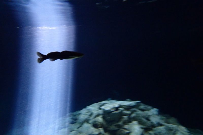 MEXICO, QUINTANA ROO, CENOTE TAJMA HA - Quintana Roo cenote tajma ha México