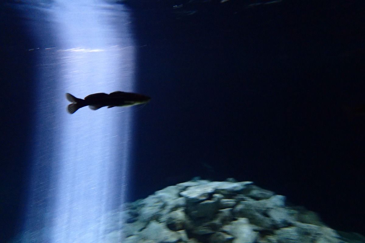 MEXICO, QUINTANA ROO, CENOTE TAJMA HA - Quintana Roo cenote tajma ha México