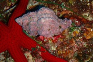 BALEARES, IBIZA, ISLOTE DE SA GALERA - Baleares PUERTO DENIA Spain foto 2