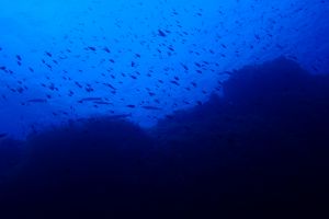 BALEARES, IBIZA, ISLOTE DE SA GALERA - Baleares PUERTO DENIA Spain foto 3