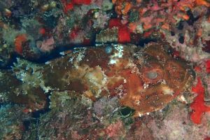 BALEARES, IBIZA, ISLOTE DE SA GALERA - Baleares PUERTO DENIA Spain foto 5