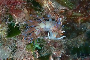 BALEARES, IBIZA, LOS CAÑONES DE ES VEDRANELL - Baleares Denia Spain foto 3