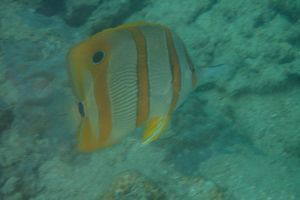 TAILANDIA, KOH TAO, AO LEUK -  AO LEUK Tailandia foto 5