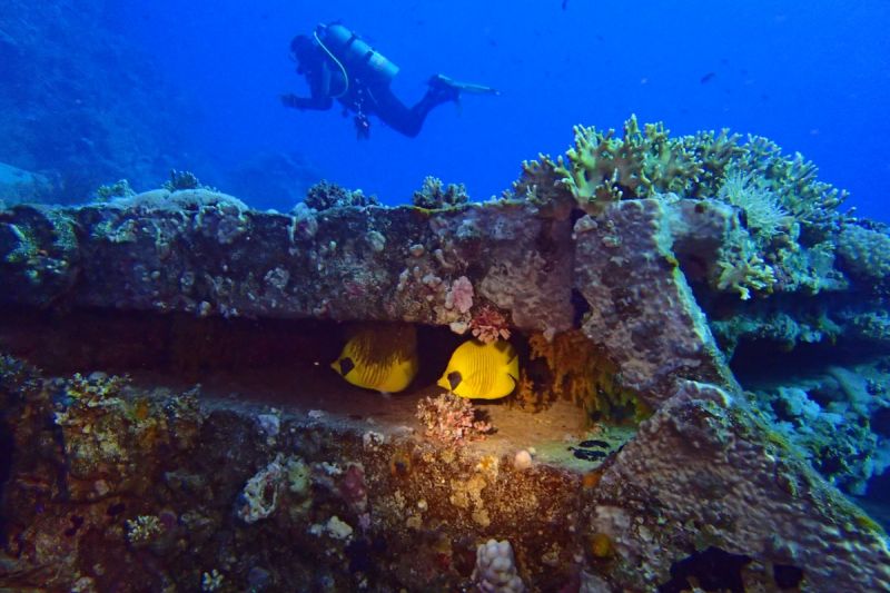 EGIPTO, MAR ROJO, YOLANDA & SHARK REEF -  Hurgada Marina Egipto