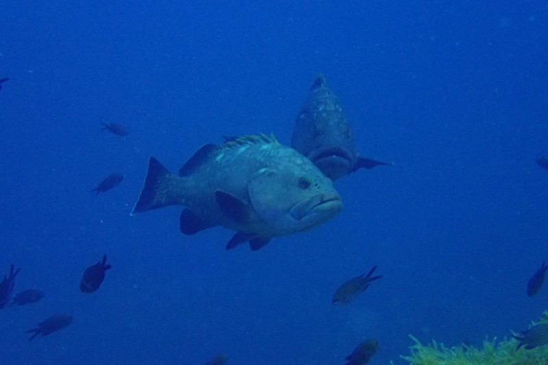 RESERVA ISLAS HORMIGAS, CABO DE PALOS, BAJO DE LA MORRA - Murcia CABO DE PALOS Spain