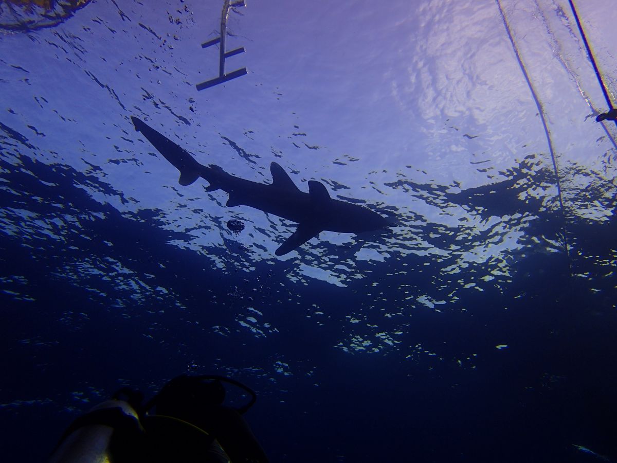 Inmersi n De BUCEO LOSANA ELPHISTONE REEF MARSA ALAM EGIPTO Fecha 