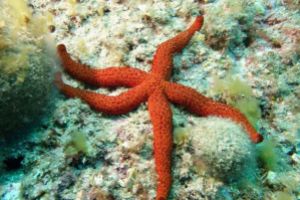 Salpatxot (Islas Medas) - Girona estartit España