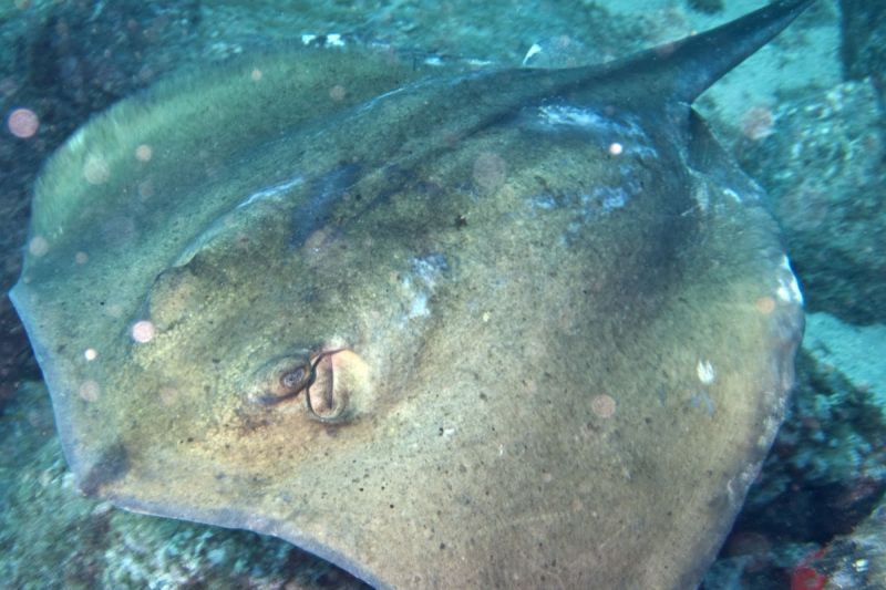 LOS CHUCHOS DEL SUBMARINO - Santa Cruz de Tenerife Marina San Miguel Spain