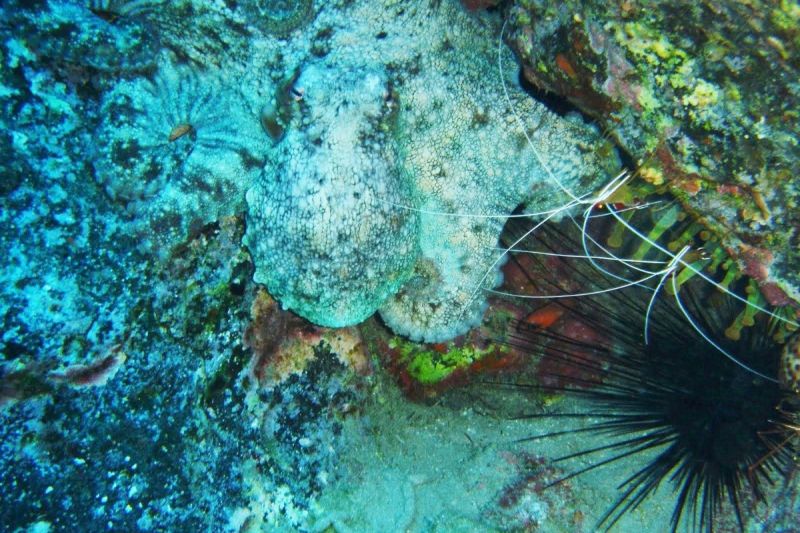 La Falla - Santa Cruz de Tenerife Marina Las Galletas Spain