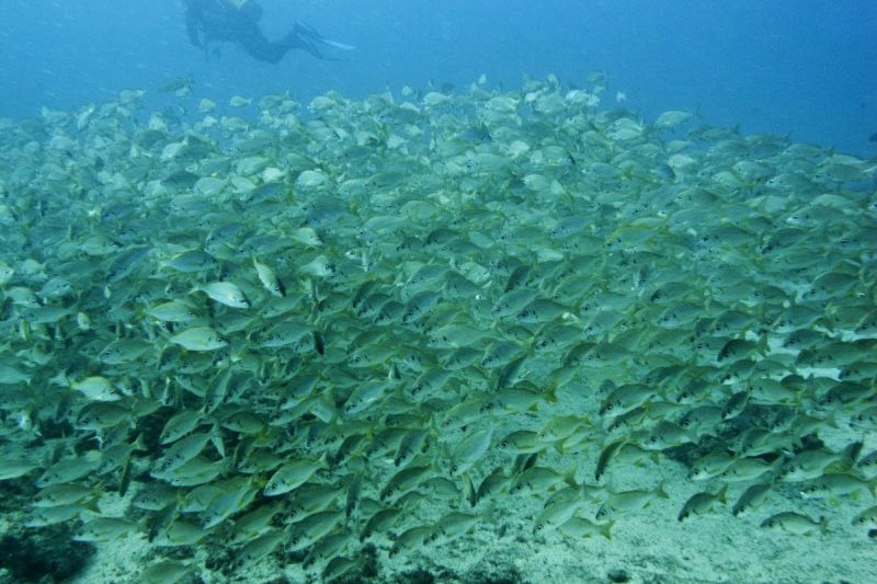 LOS RONCADORES DE EL PALMAR - Santa Cruz de Tenerife Los Cristianos Spain