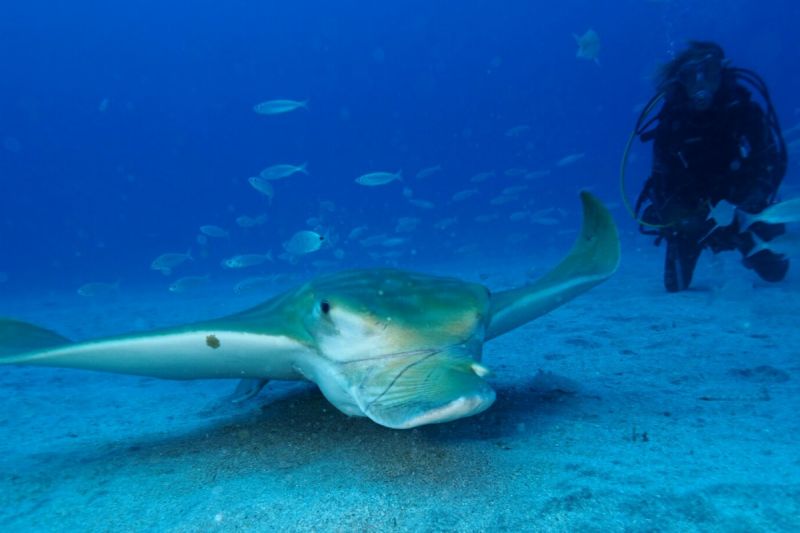 PUNTA LUNA - Santa Cruz de Tenerife Marina Las Galletas Spain