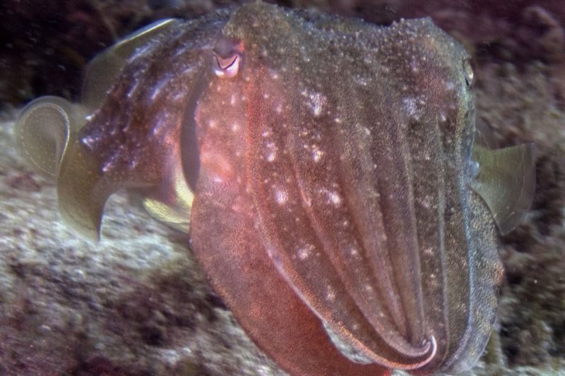PUNTA BLANCA - Santa Cruz de Tenerife Marina San MIguel Spain
