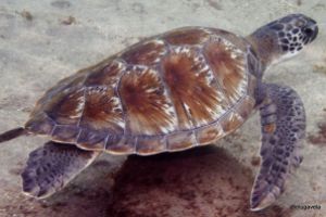 Puertito de Adeje - Santa Cruz de Tenerife Los Cristianos Spain foto 3