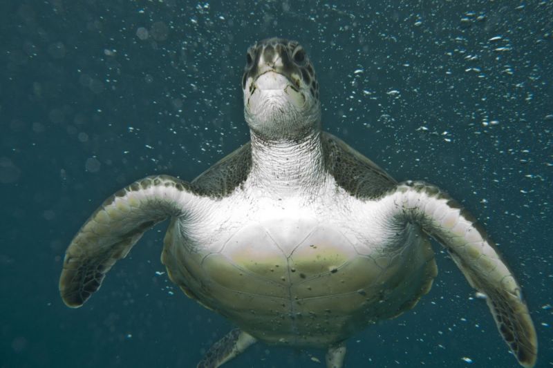 Puertito de Adeje - Santa Cruz de Tenerife Los Cristianos Spain