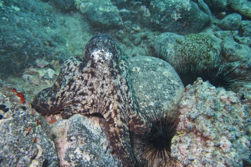 ROQUE DEL HERRERO - Santa Cruz de Tenerife San Sebastian de La Gomera Spain