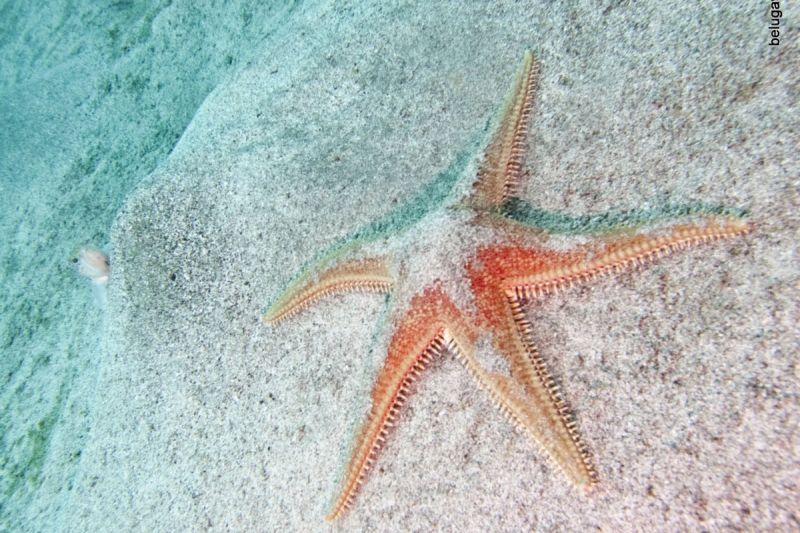 PUNTA GAVIOTA - Santa Cruz de Tenerife SAN SEBASTIAN DE LA GOMERA Spain