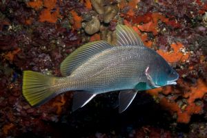 FORMENTERA, PUNTA GAVINA - Baleares CALA SAONA, FORMENTERA España foto 3