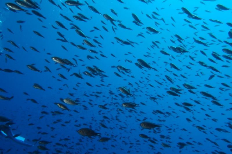 Ibiza, Escalón de S`Espartar - Baleares calaTarida, Ibiza Spain