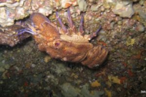 Ibiza , Ses Margarides - Baleares Cala Comte, Ibiza España foto 1