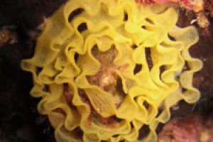 Ibiza , Ses Margarides - Baleares Cala Comte, Ibiza España foto 2