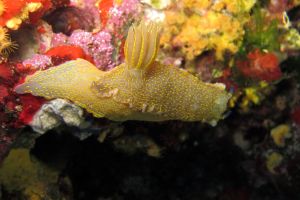 Ibiza , Ses Margarides - Baleares Cala Comte, Ibiza España foto 3