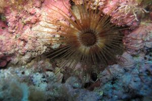 Ibiza , Ses Margarides - Baleares Cala Comte, Ibiza España foto 4