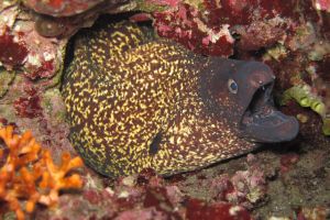 Ibiza , Ses Margarides - Baleares Cala Comte, Ibiza España foto 6