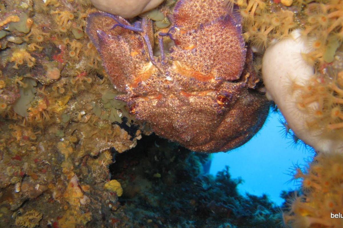 Ibiza , Ses Margarides - Baleares Cala Comte, Ibiza España
