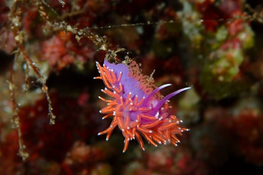 DADÓ-IBIZA-BALEARES - Baleares Eivissa España