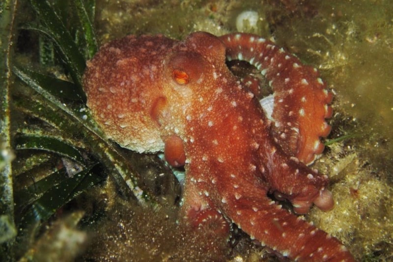 EL ARCO-FORMENTERA-BALEARES - Baleares CALA SAONA, FORMENTERA Spain