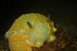 ILLA MURADA-IBIZA-BALEARES - Baleares PUERTO DE SAN MIGUEL España foto 1