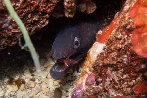 LLOSA FIGUERAL-IBIZA-BALEARES - Baleares Cala de Sant Vicent España foto 1